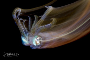B L A Z I N G
Squid
(Sepioteuthis lessoniana) by Lilian Koh 
